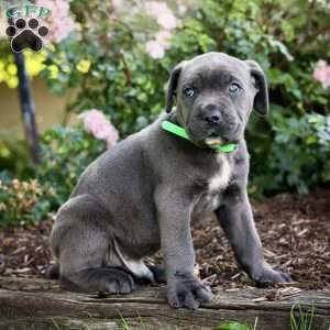 Freddie, Cane Corso Puppy